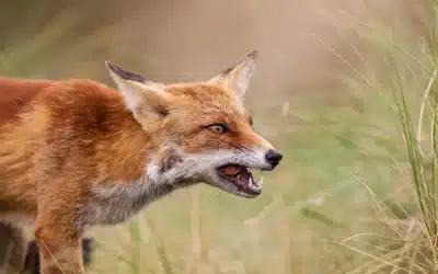 Feinde vom Rotfuchs
