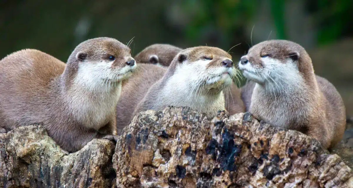 Die Fischotter Feinde - Wildtiere in Europa