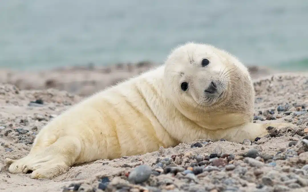 Die Kegelrobbe Helgoland – Deutschlands größte Wildtiere an der Küste