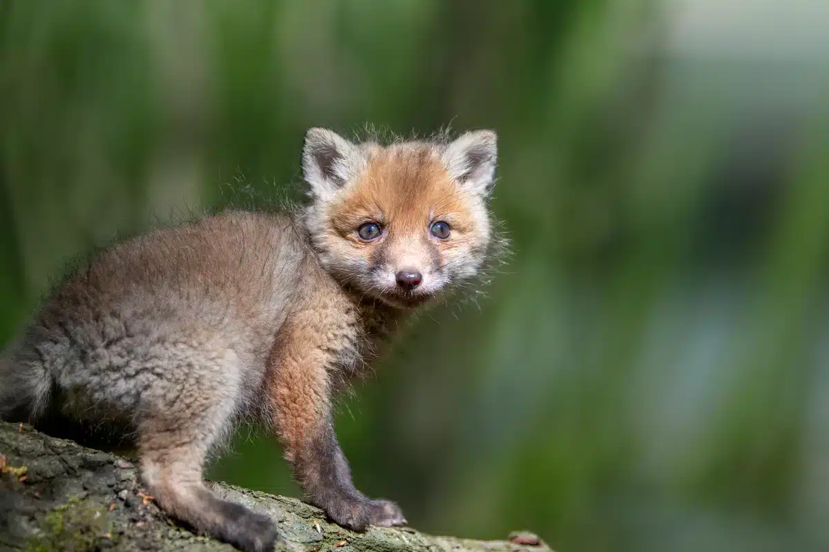 Die Rotfuchs Babys - Wildtiere in Europa
