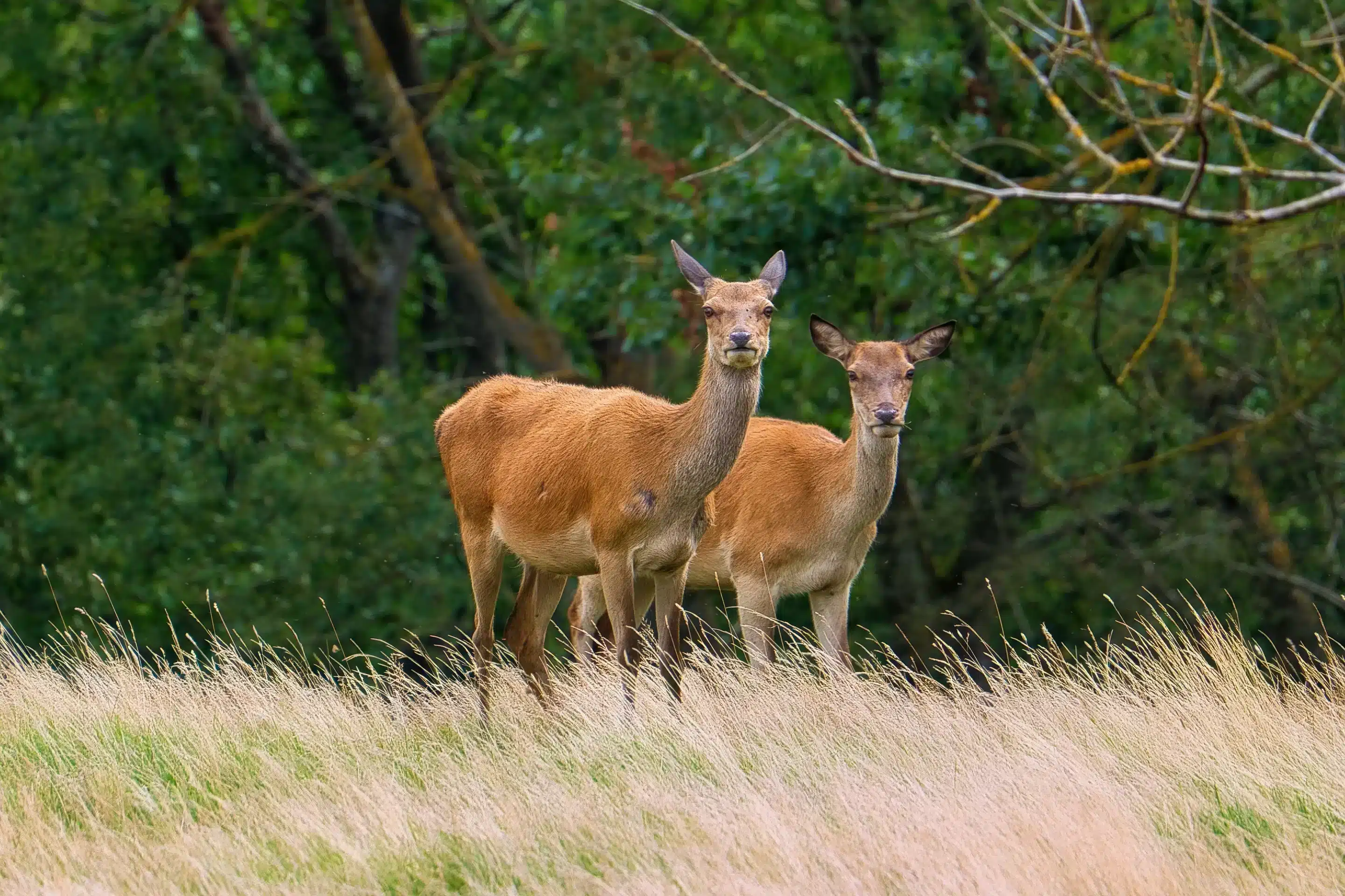 Die Rothirsch Hirschkuh - Wildtiere in Europa