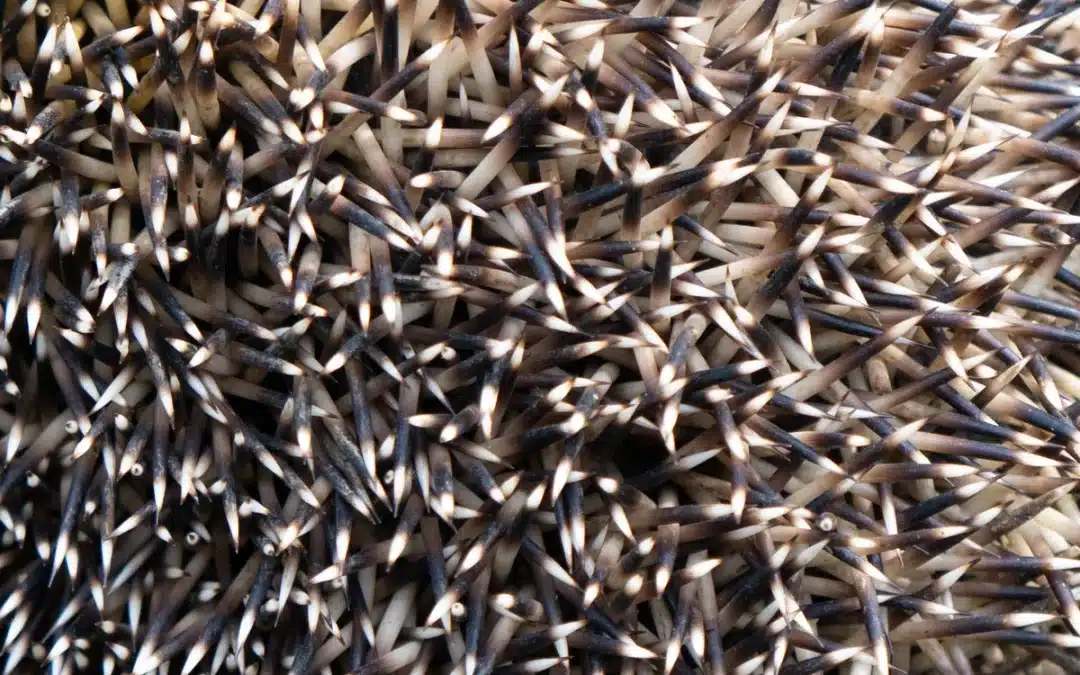 Stachel Igel – Der natürliche Schutzmechanismus des Igels
