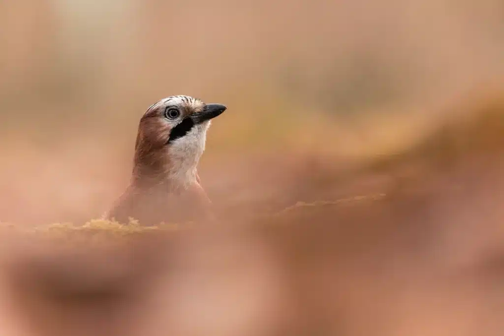 Eichelhäher Besonderheiten Gärtner des Waldes - Wildtiere in Europa