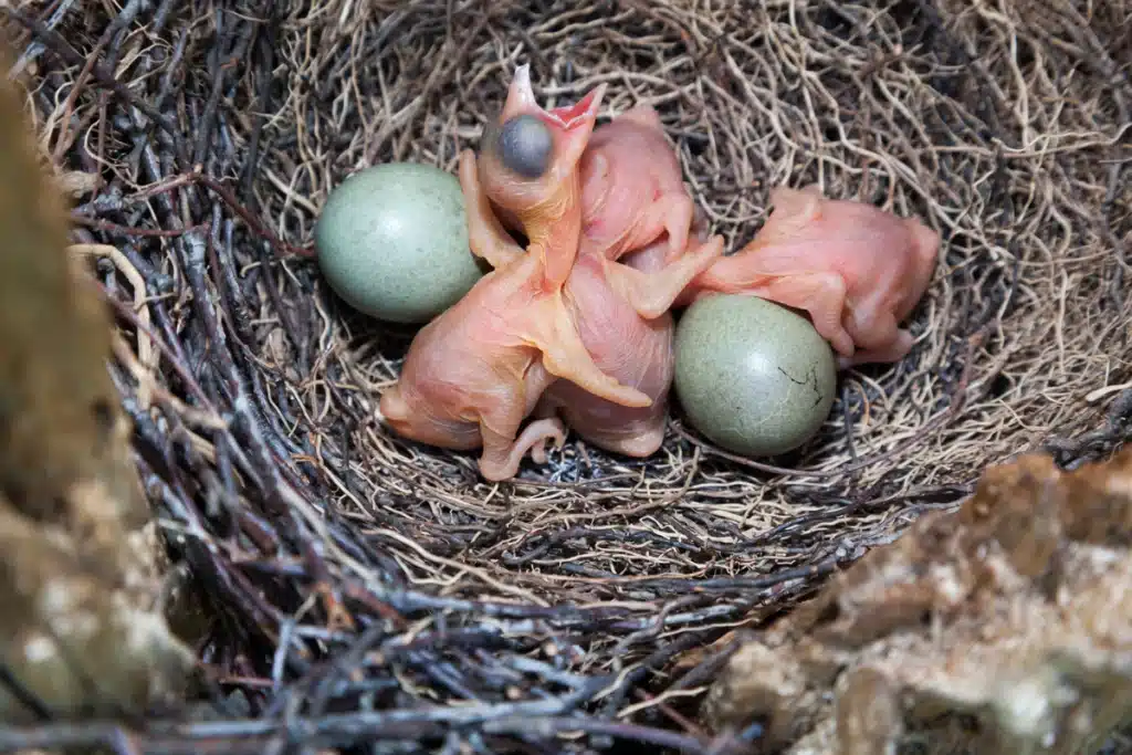 Eichelhäher Küken und Eier - Wildtiere in Europa