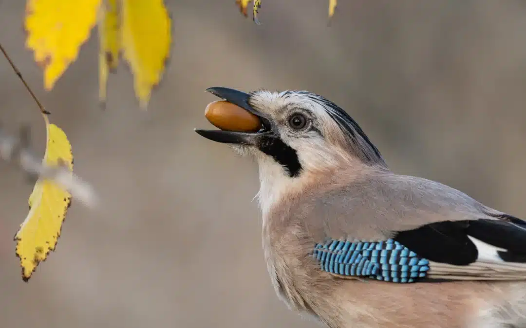 Eichelhäher Nahrung: Was frisst der clevere Waldvogel?