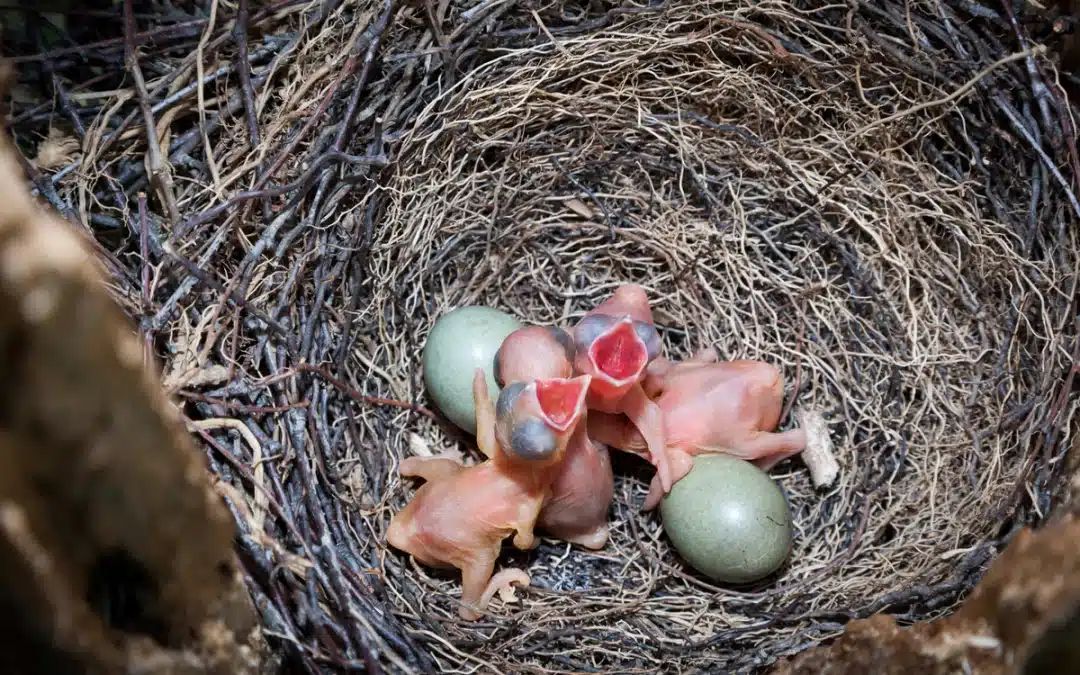 Das Eichelhäher Nest – ein geschützter Ort für den Nachwuchs