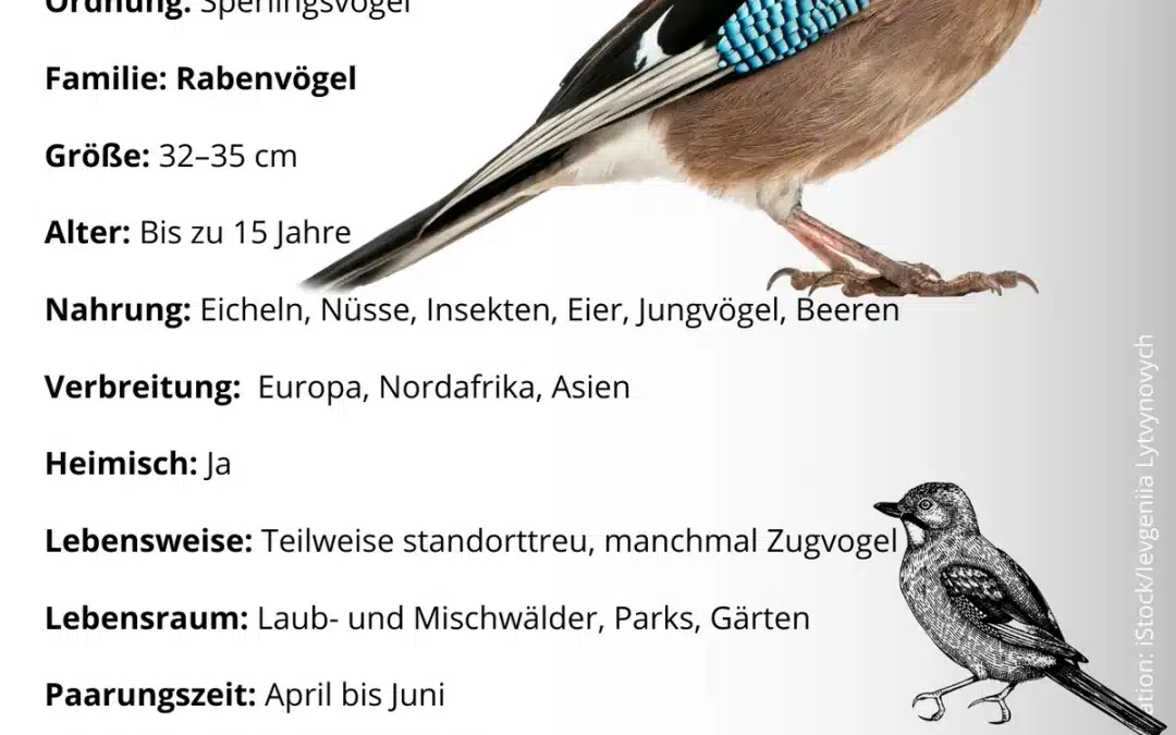 Der Eichelhäher Steckbrief – ein bunter Wächter des Waldes