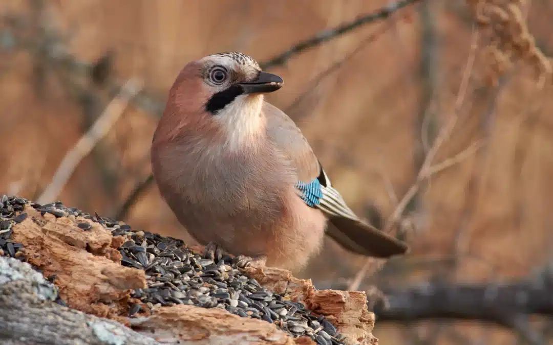 Eichelhäher Weibchen: Unterschiede, Verhalten und Rolle im Wald