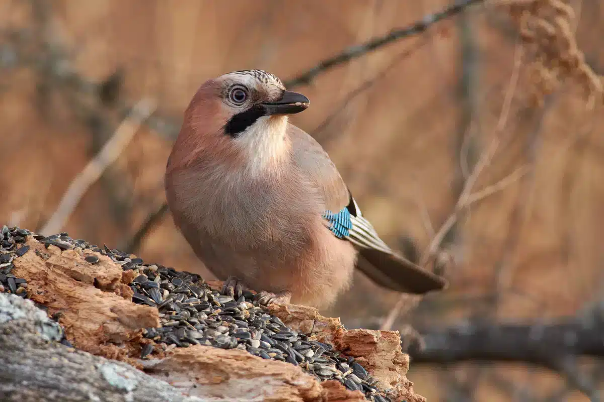Eichelhäher Weibchen - Wildtiere in Europa