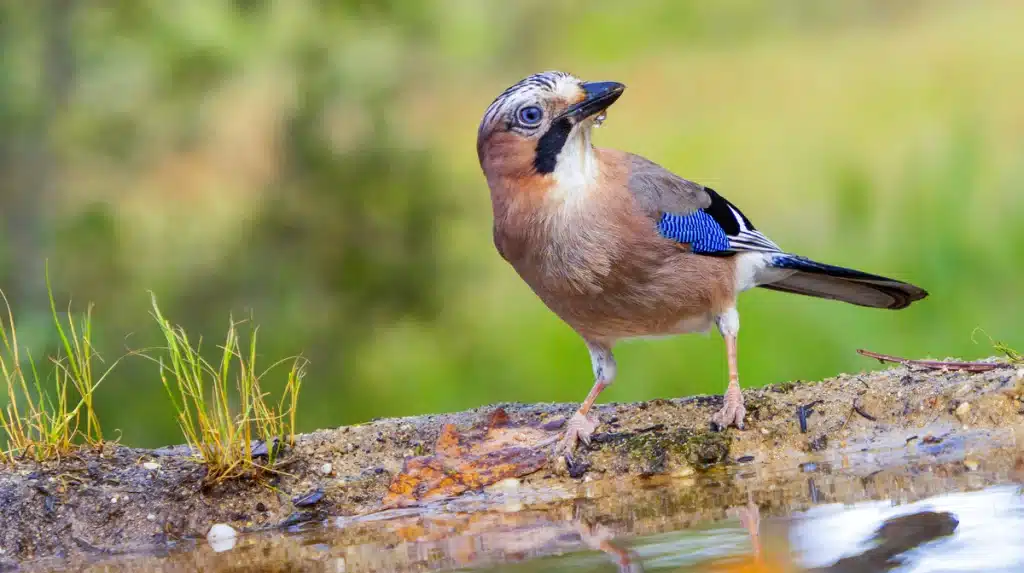 Eichelhäher ähnlicher Vogel - Wildtiere in Europa