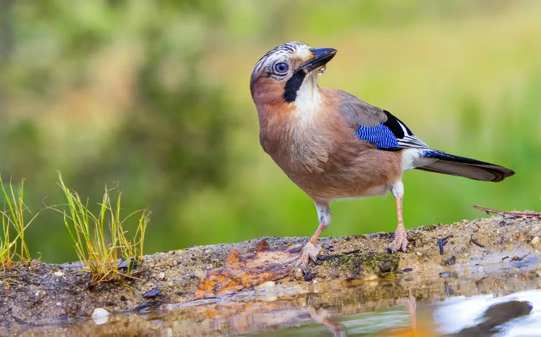 Eichelhäher ähnlicher Vogel: Diese Arten sehen ihm besonders ähnlich