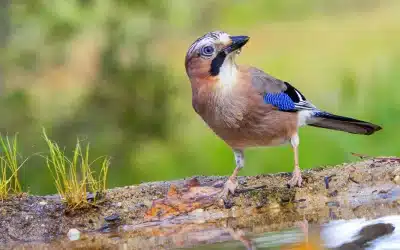 Eichelhäher ähnlicher Vogel: Diese Arten sehen ihm besonders ähnlich