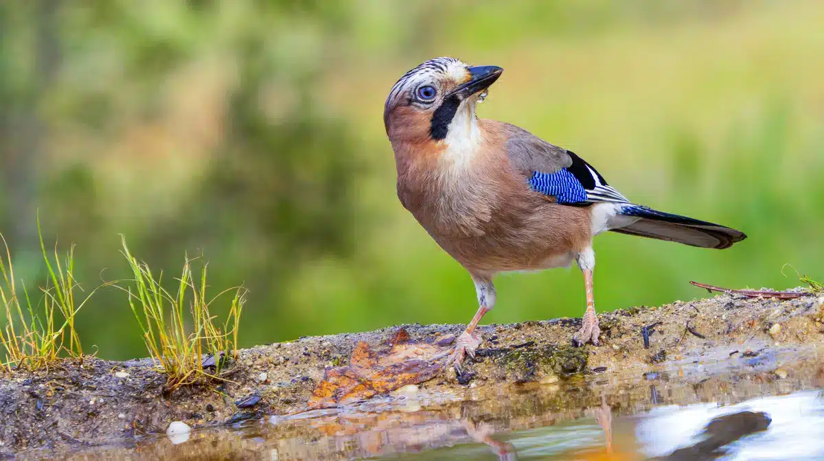 Eichelhäher ähnlicher Vogel - Wildtiere in Europa