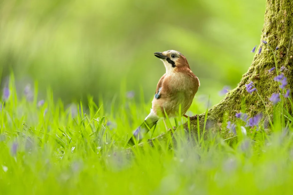 Eichelhäher im Garten - Wildtiere in Europa