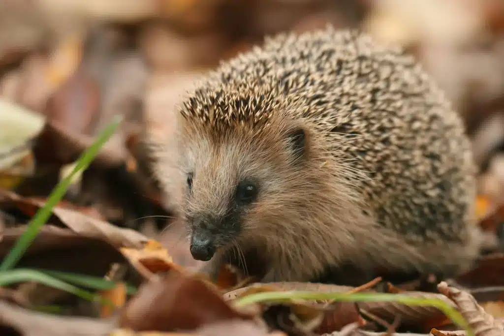 Ein Garten für Igel - Wildteire in Europa