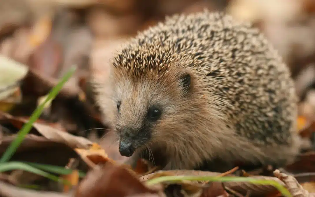 Garten für Igel – Ein Paradies für die kleinen Wildtiere