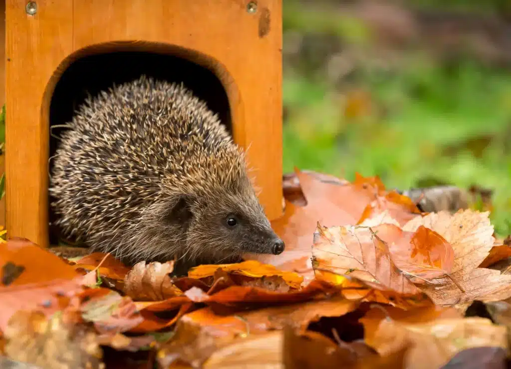 Ein Igel Futterhaus - Wildtiere in Europa
