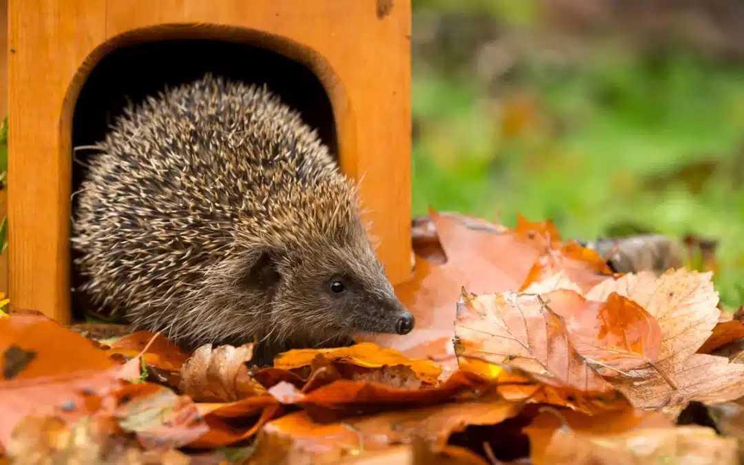 Igel Futterhaus – eine sichere Futterstelle für Wildtiere