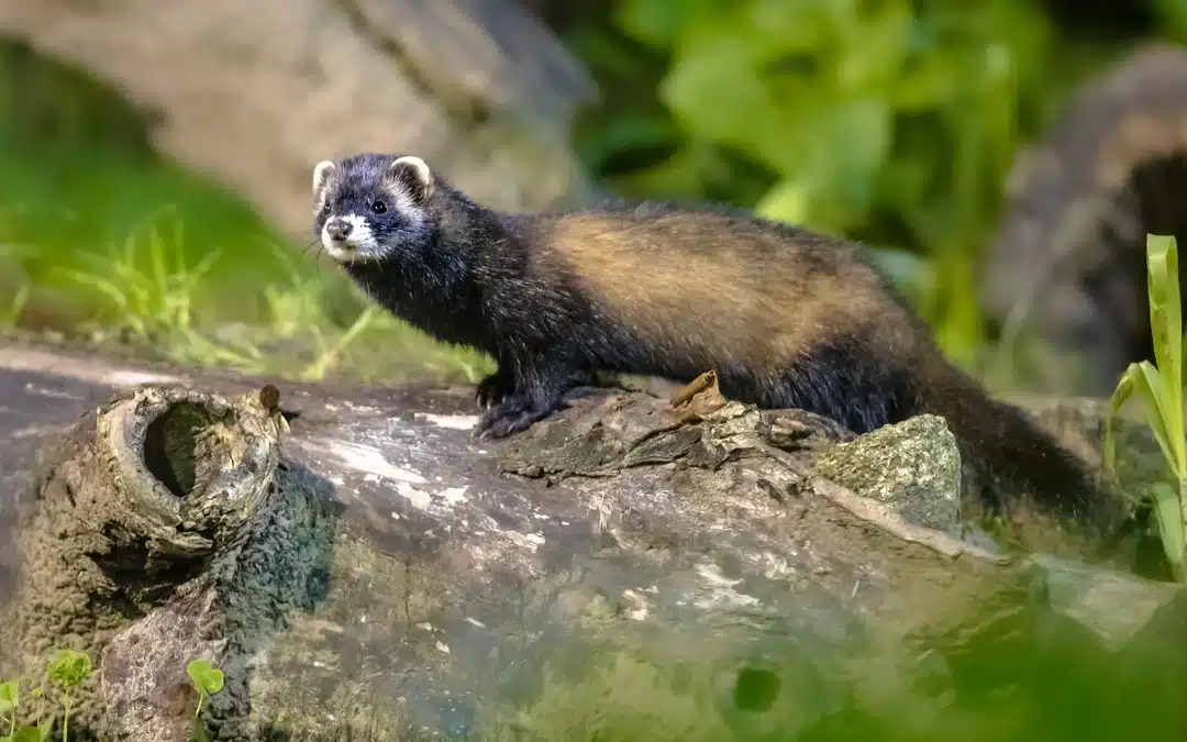 Europäischer Iltis Gewicht – Unterschiede, Einflussfaktoren und Entwicklung