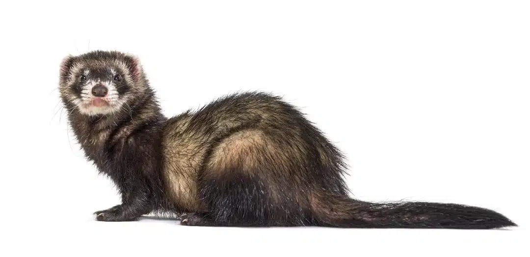 Europäischer Iltis Länge – Wie groß wird das anpassungsfähige Wildtier?