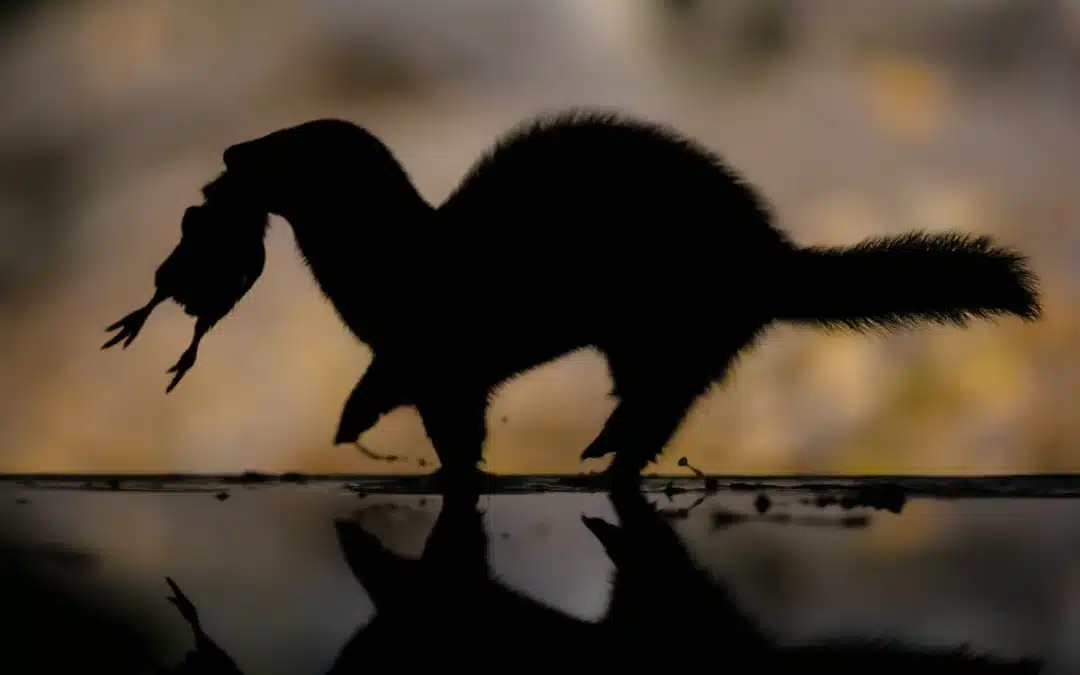 Europäischer Iltis Lebenserwartung – Wie alt wird der kleine Jäger?