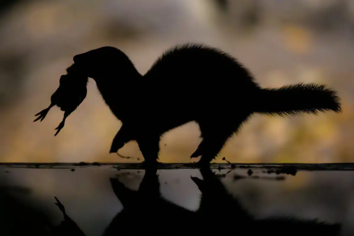 Europäischer Iltis Lebenserwartung - Wildtiere in Europa