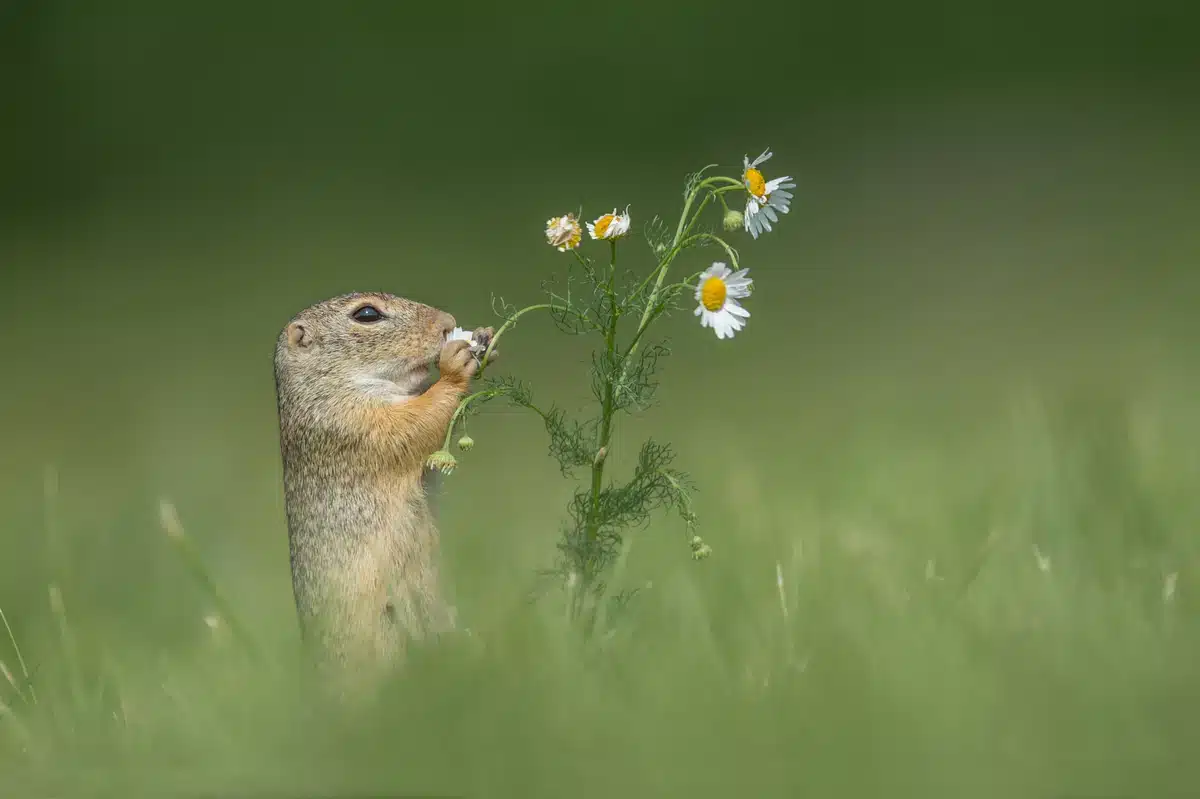 Europäischer Ziesel - Wildtiere in Europa
