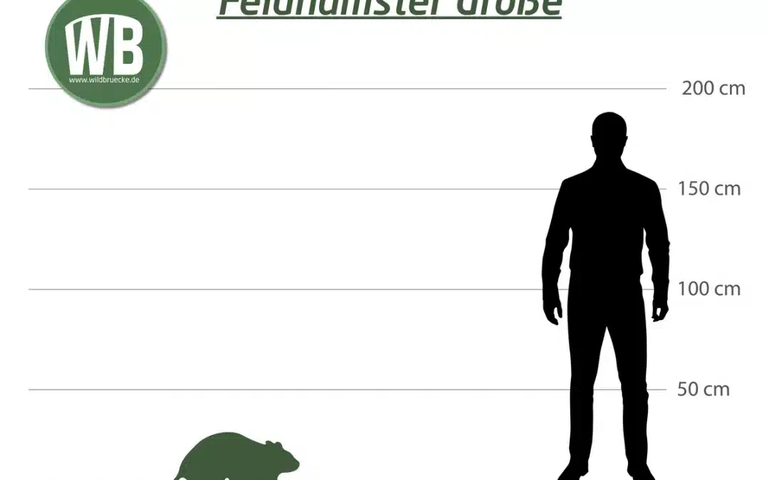 Feldhamster Größe – Ein umfassender Überblick