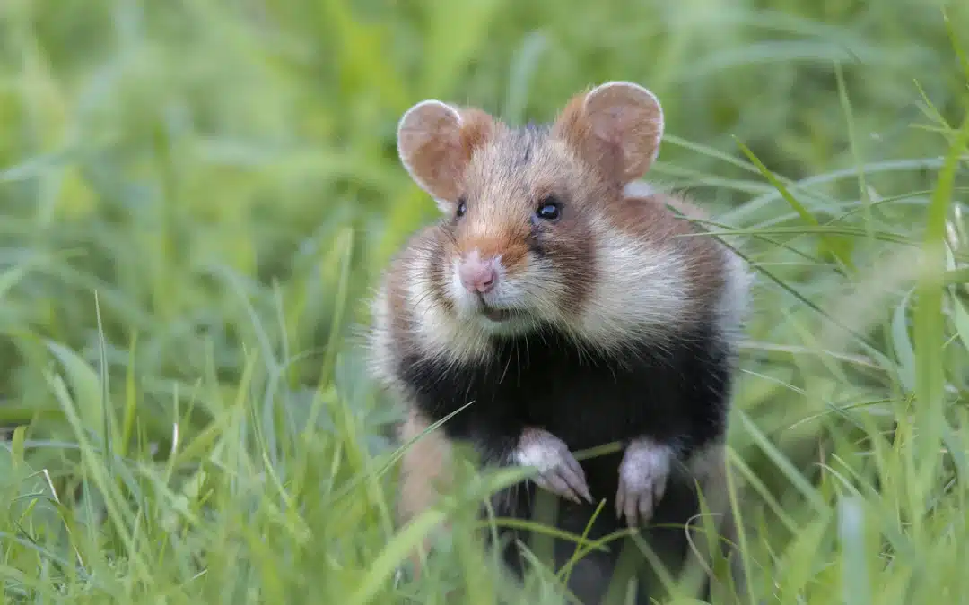 Feldhamster Winterschlaf – Ein detaillierter Überblick