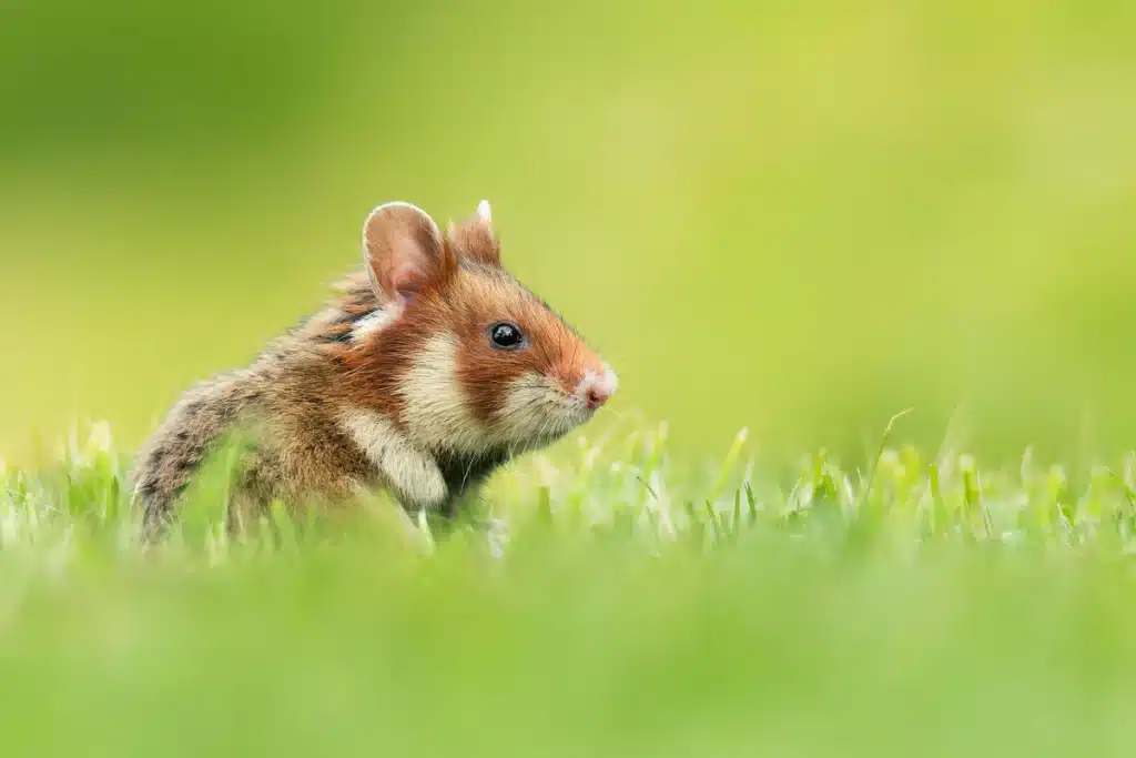 Feldhamster im Garten - Wildtiere in Europa
