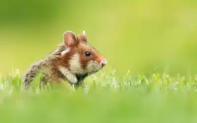 Feldhamster im Garten – Ein Überblick