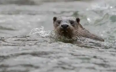 Fischotter Feinde
