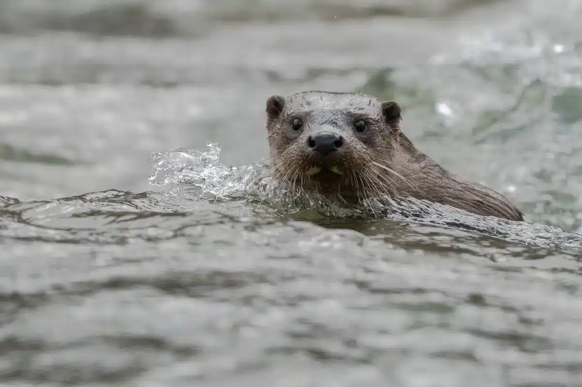 Fischotter Feinde - Wildtiere in Europa