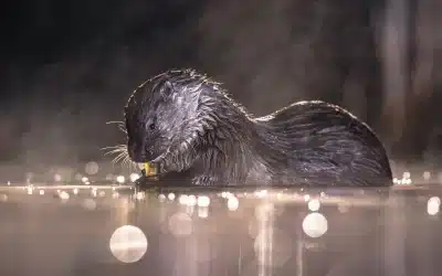 Fischotter Nahrung