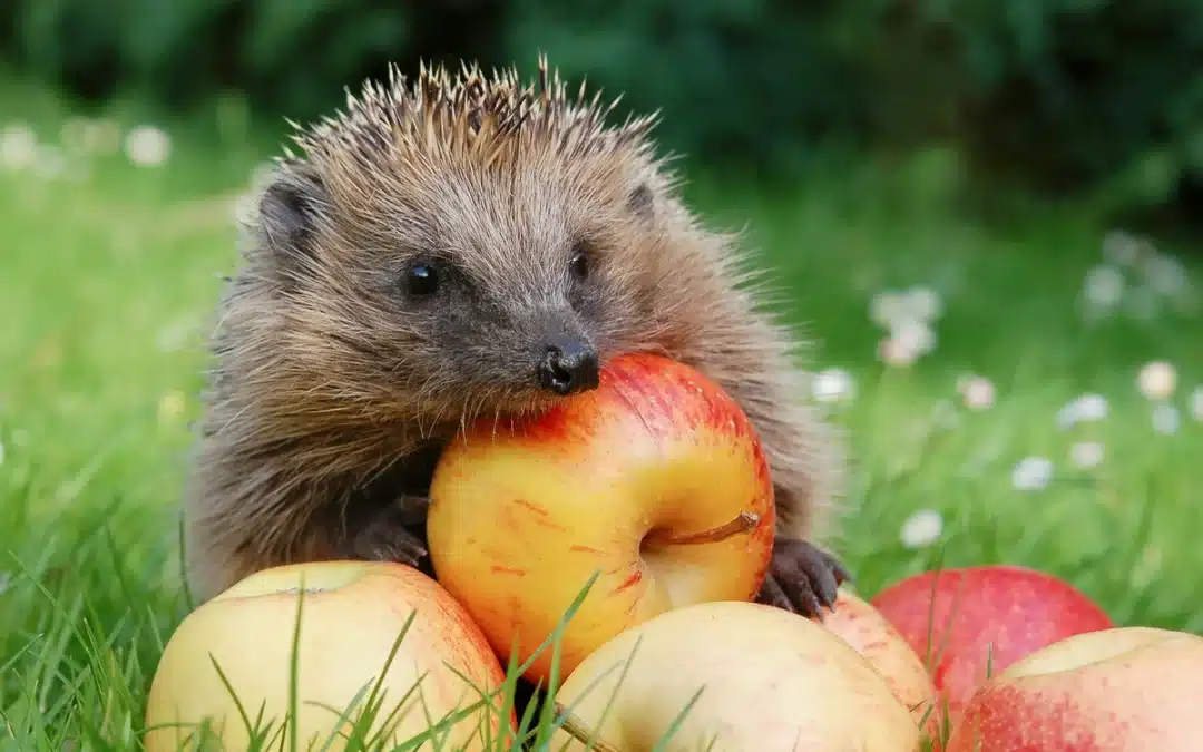 Fressen Igel Äpfel? – Mythen und Wahrheit über die Ernährung von Igeln