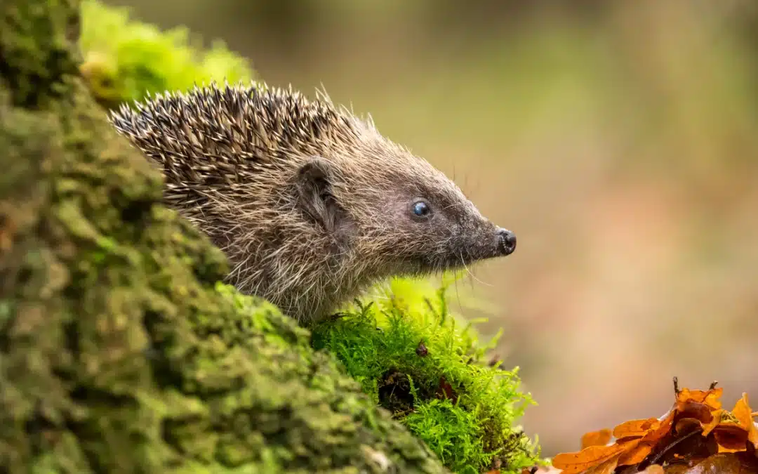 Fressen Igel Mäuse? – Was wirklich auf ihrem Speiseplan steht