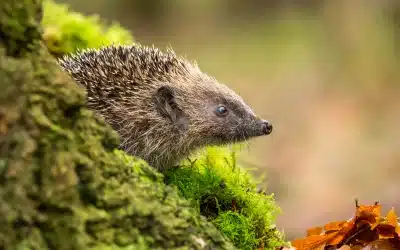 Fressen Igel Mäuse? – Was wirklich auf ihrem Speiseplan steht