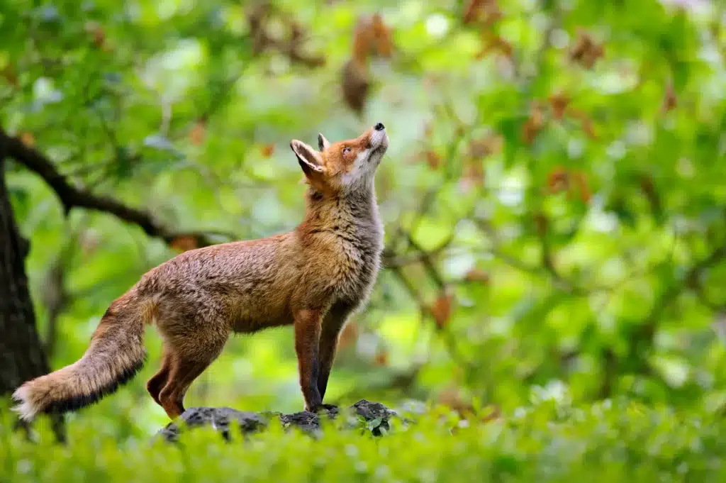 Fuchs weiblich - Wildtiere in Europa