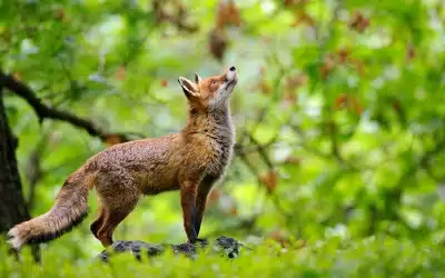 Fuchs weiblich