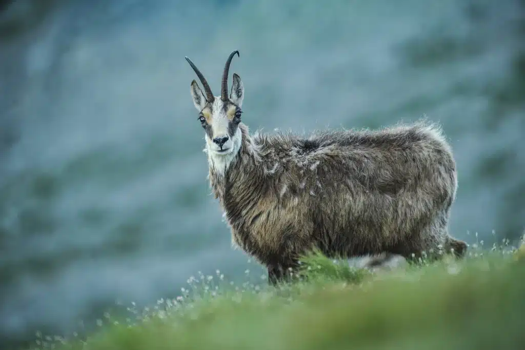 Gams Bock - Wildtiere in Europa