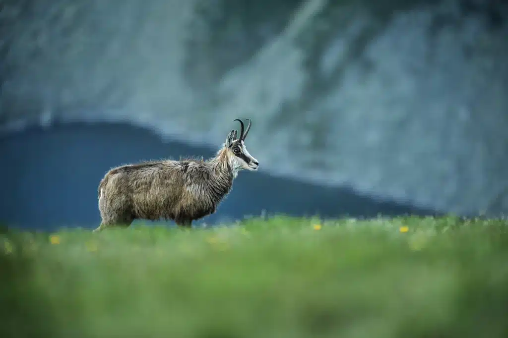 Gams Schweiz - Wildtiere in Europa
