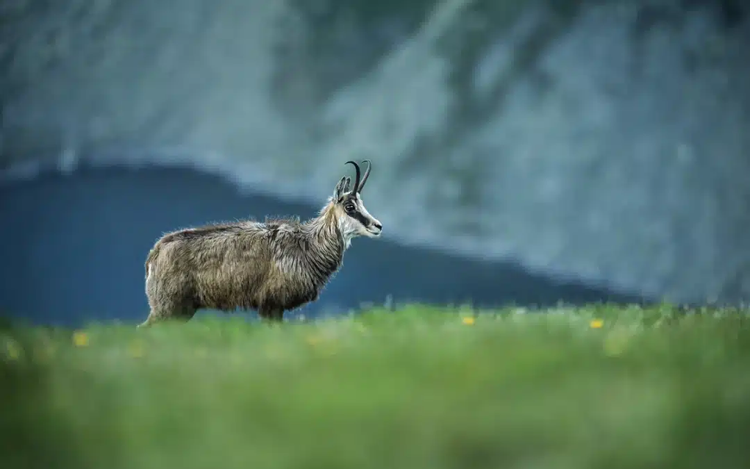 Die Gams in der Schweiz – Überlebenskünstler der Alpen