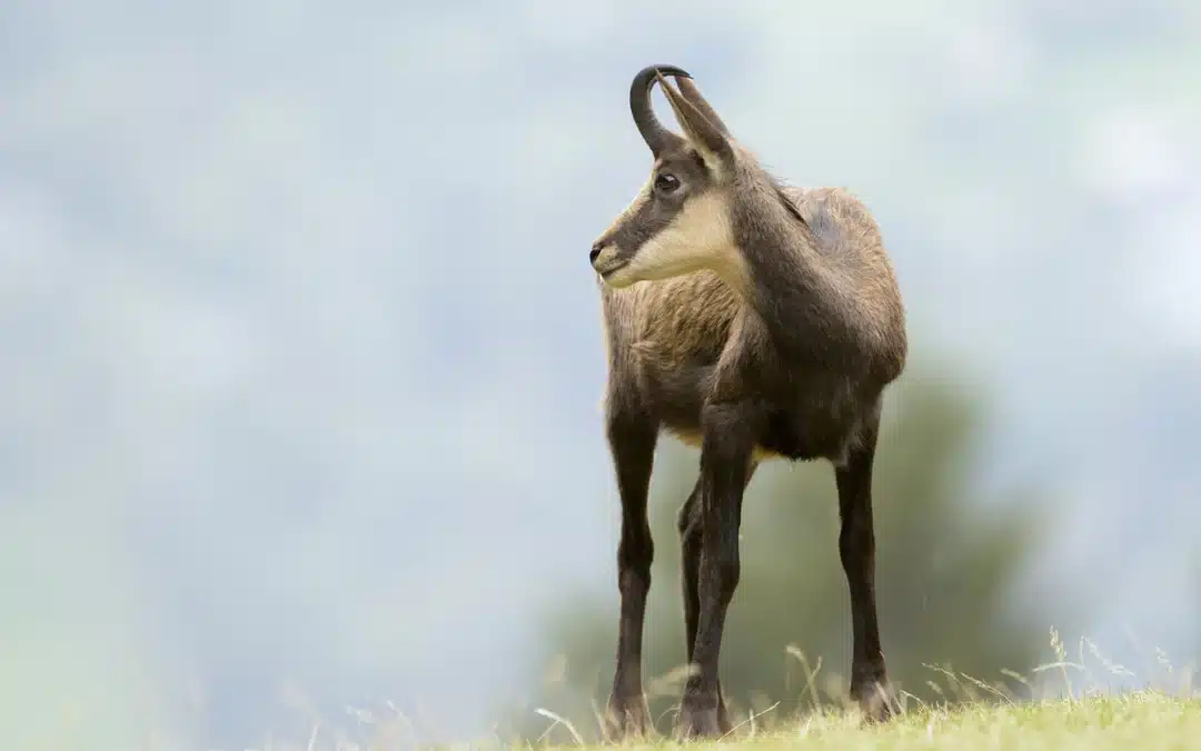 Gams männlich weiblich Unterschied