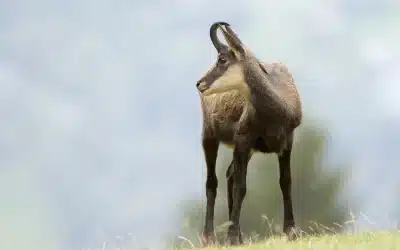 Gams männlich weiblich Unterschied