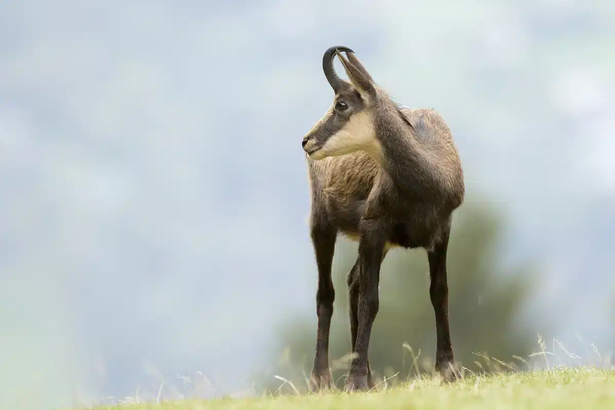 Gams männlich weiblich Unterschied - Wildtiere in Europa