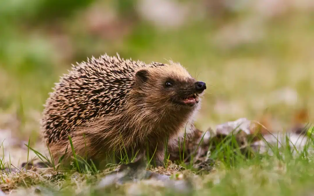 Igel Geräusch – So klingt der stachelige Gartenbewohner