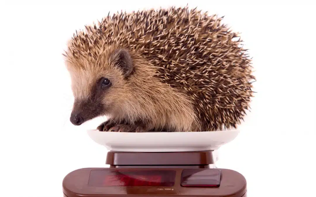 Igel Gewicht Tabelle – Wildtiere in Europa