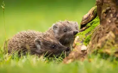 Igel Nachwuchs: Alles Wichtige über Geburt, Aufzucht und Schutz der Jungtiere