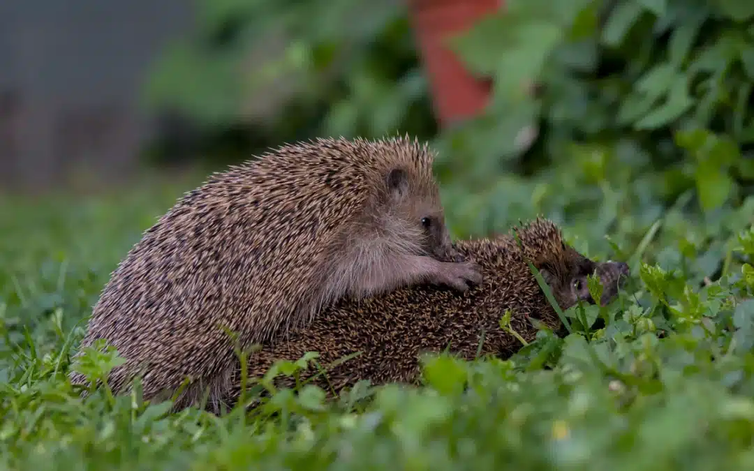 Igel Paarung – Verhalten, Fortpflanzung und Nachwuchs