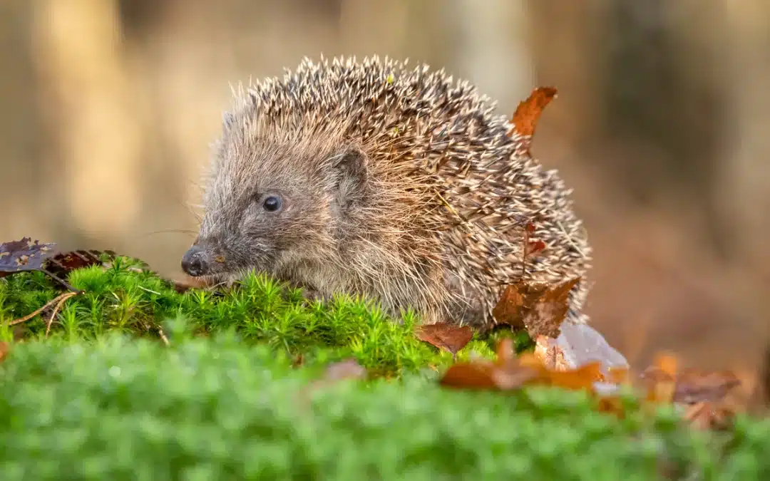 Die geheimnisvollen Igel Rufe – So kommunizieren die stacheligen Gartenbewohner
